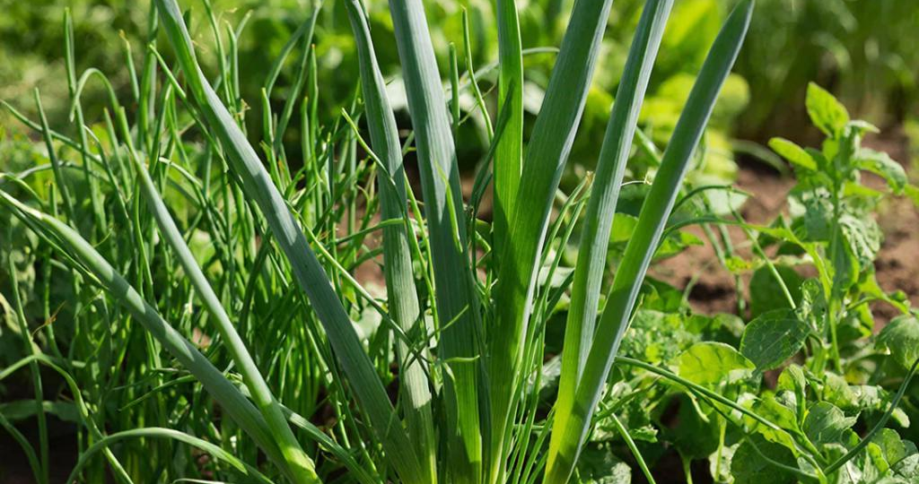 Почему лук уходит в стрелку и как это остановить: проверенные методы