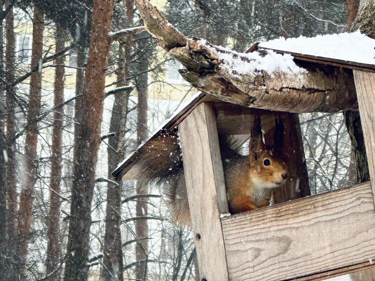 Вместо этого мы гуляем и разглядываем белок.