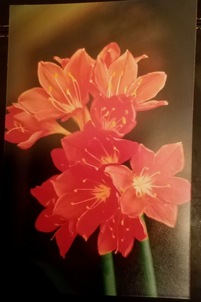 Вот наш красавец, сфотографировала его на плёнку, носила проявлять и печатать, остался на память. 