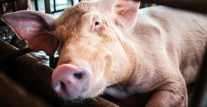 Обложка © Shutterstock / FOTODOM / Narong Khueankaew