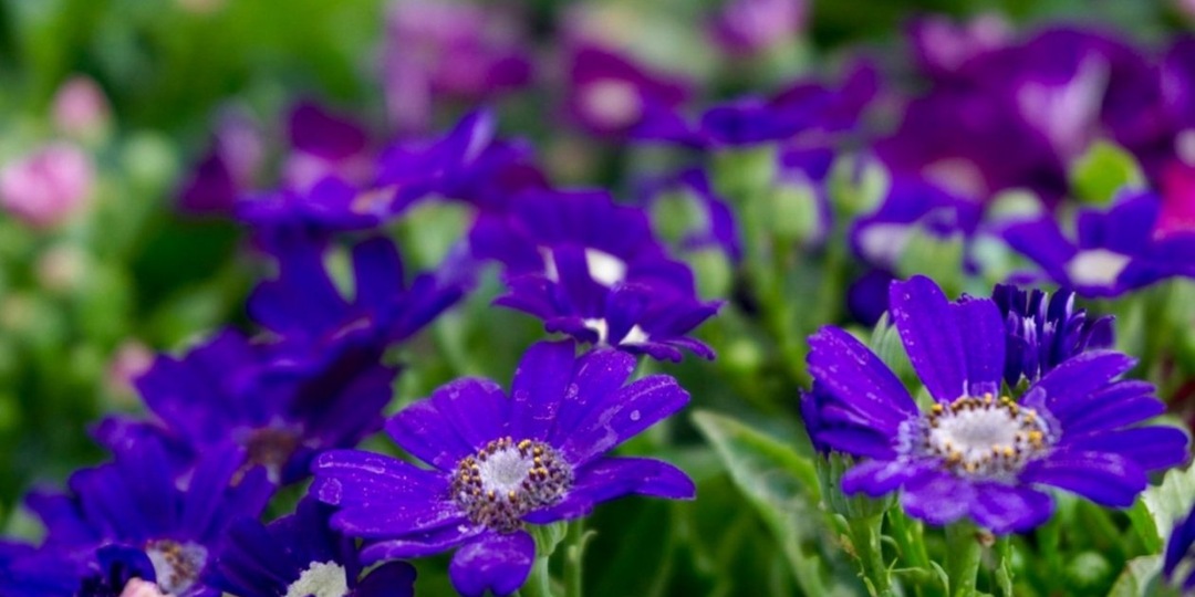 "Писк моды" в 2026 году: 6 забытых цветов, которые превратят простую дачу в райский сад