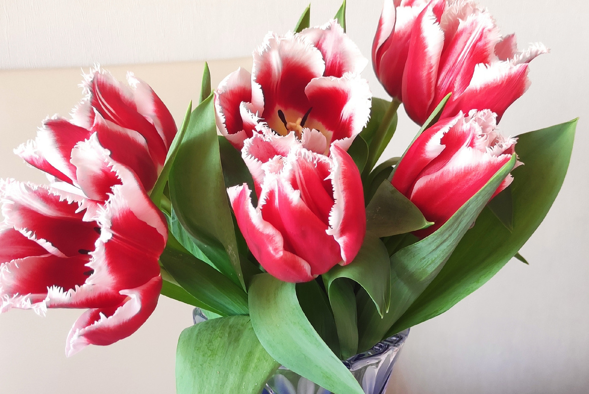 Всем тюльпанов! 