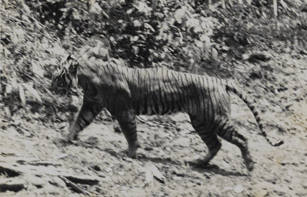 Яванский тигр, сфотографированный натуралистом Андрисом Хогерверфом в заповеднике Уджунг-Кулон. 1938 год. Через 40 лет этот подвид исчезнет навсегда .