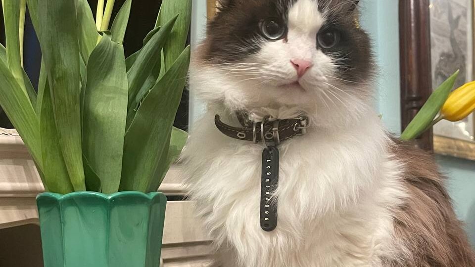 Девочки, с весной