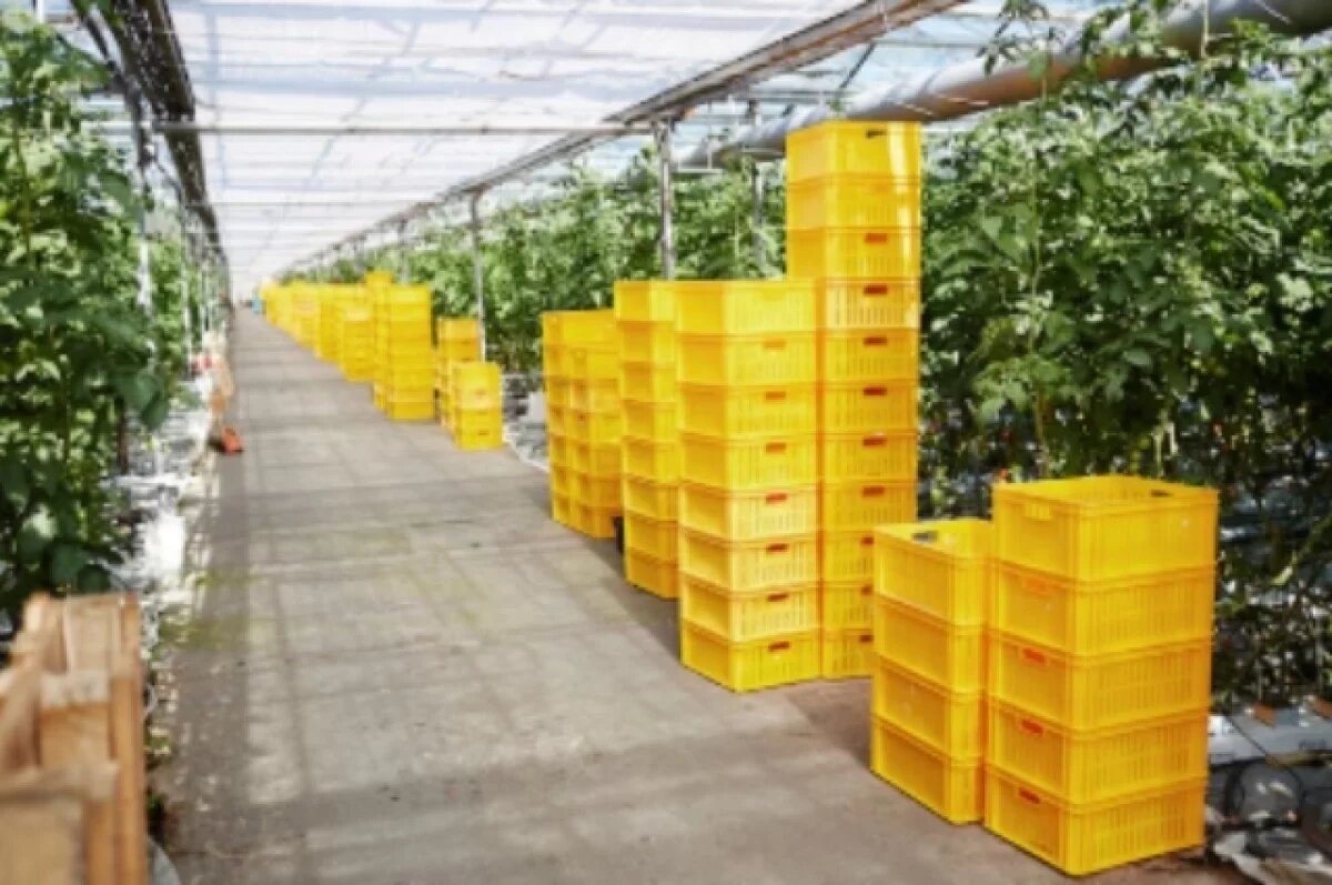    В Приморье планируют создать овощеводческий комплекс на 100 гектаров