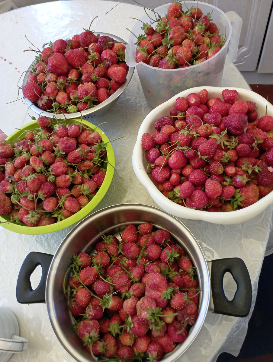 Вот такая вкусная и красивая опасность! Фото автора.