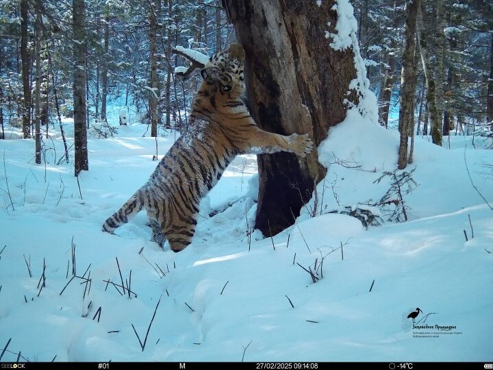    Фото:ФГБУ «Заповедное Приамурье»
