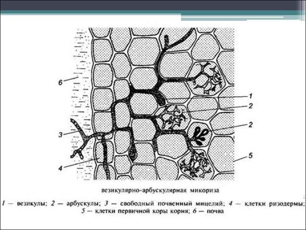 Арбускулярная микориза