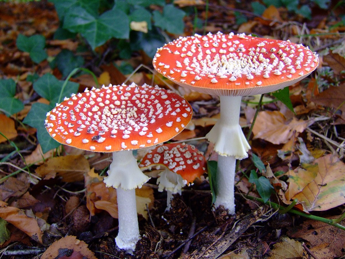Мухомор красный. Микоризу может образовывать с 26 видами хвойных и лиственных деревьев