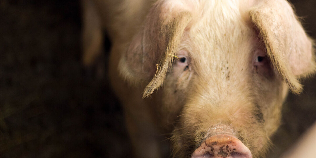 В российском регионе из-за вспышки бешенства началось изъятие скота