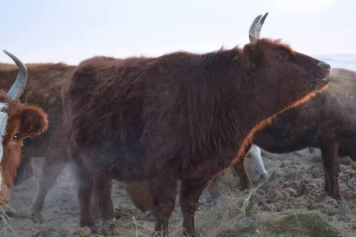 В Новосибирской области начали изымать домашний скот и-за бешенства