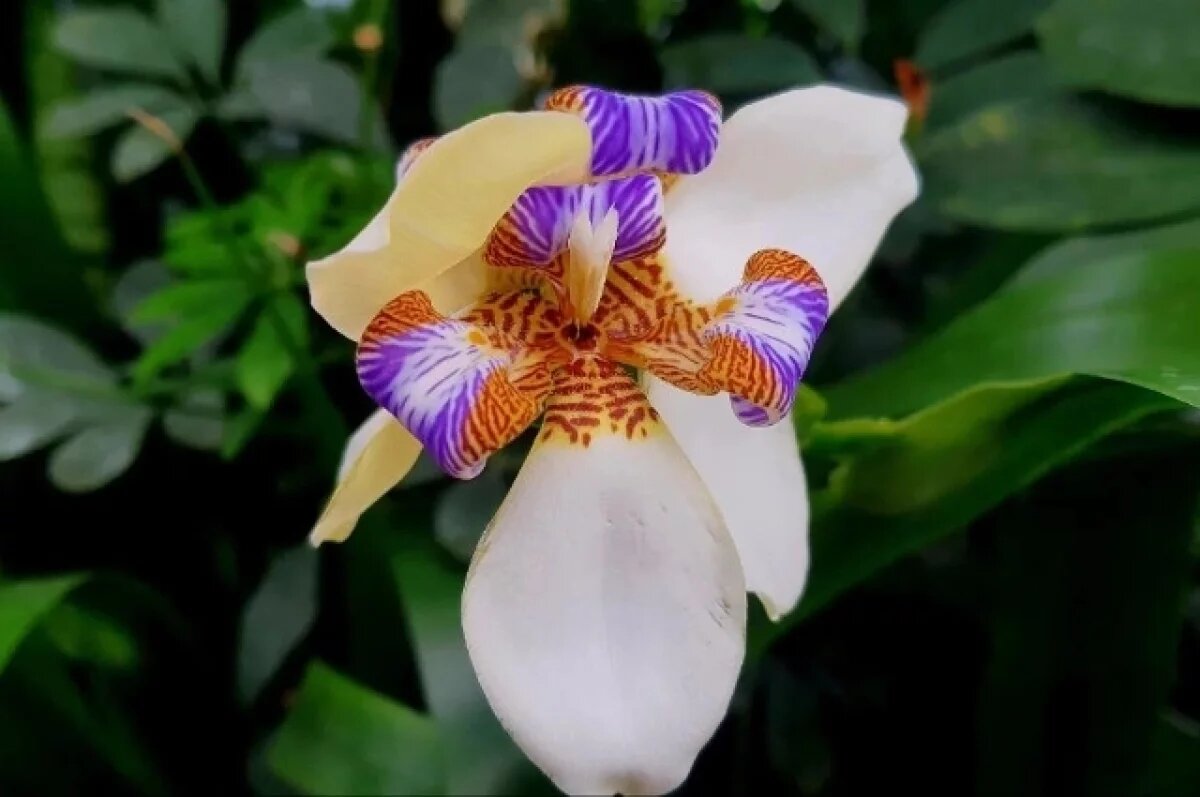    Редкая неомарика зацвела в Ботаническом саду в Хабаровском крае