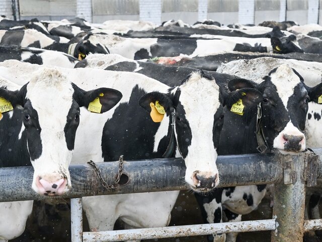    Фото: ТАСС/Игорь Онучин