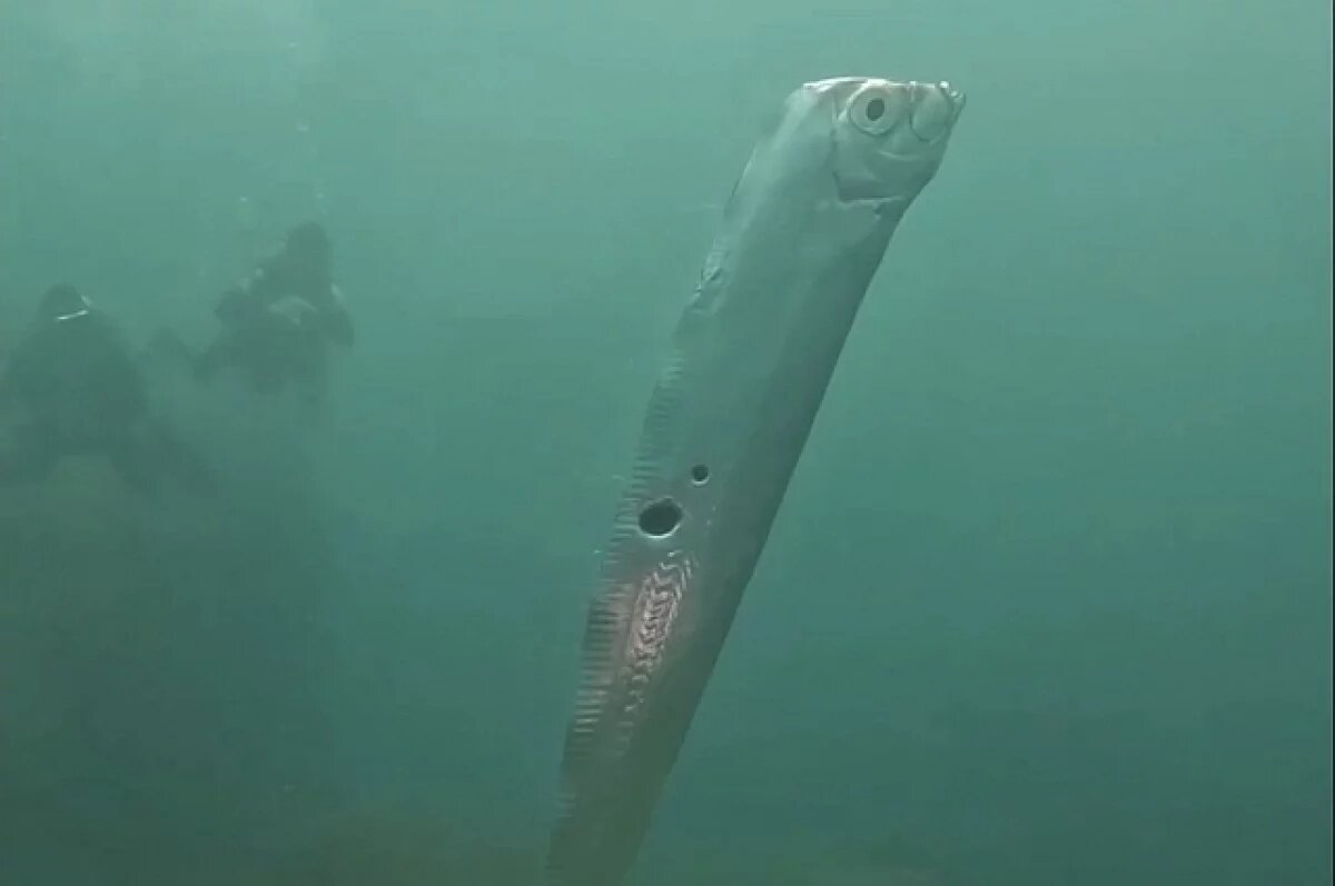    Океанолог объяснил появление предвещающих беду рыб Судного дня у берега США