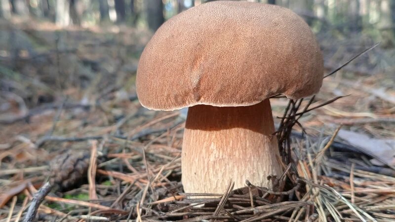     Грибы Страница «Грибы и Грибники Алтайского края» во «ВКонтакте»