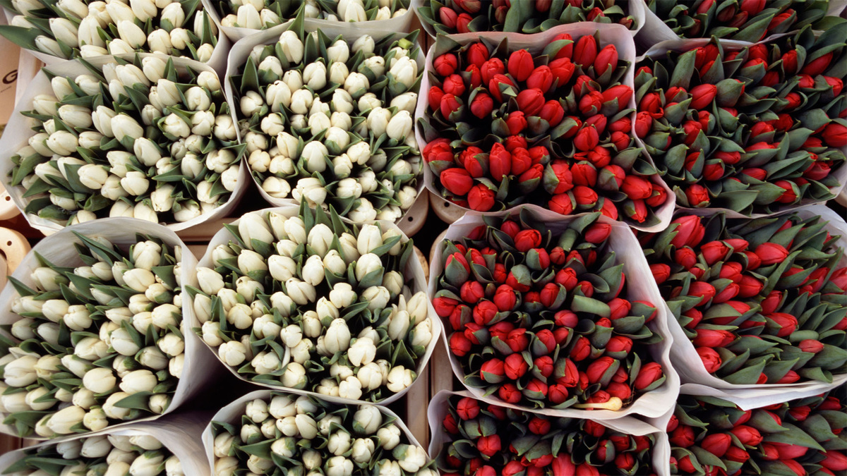    Цветы тюльпаны рынок продажа \ Global Look Press