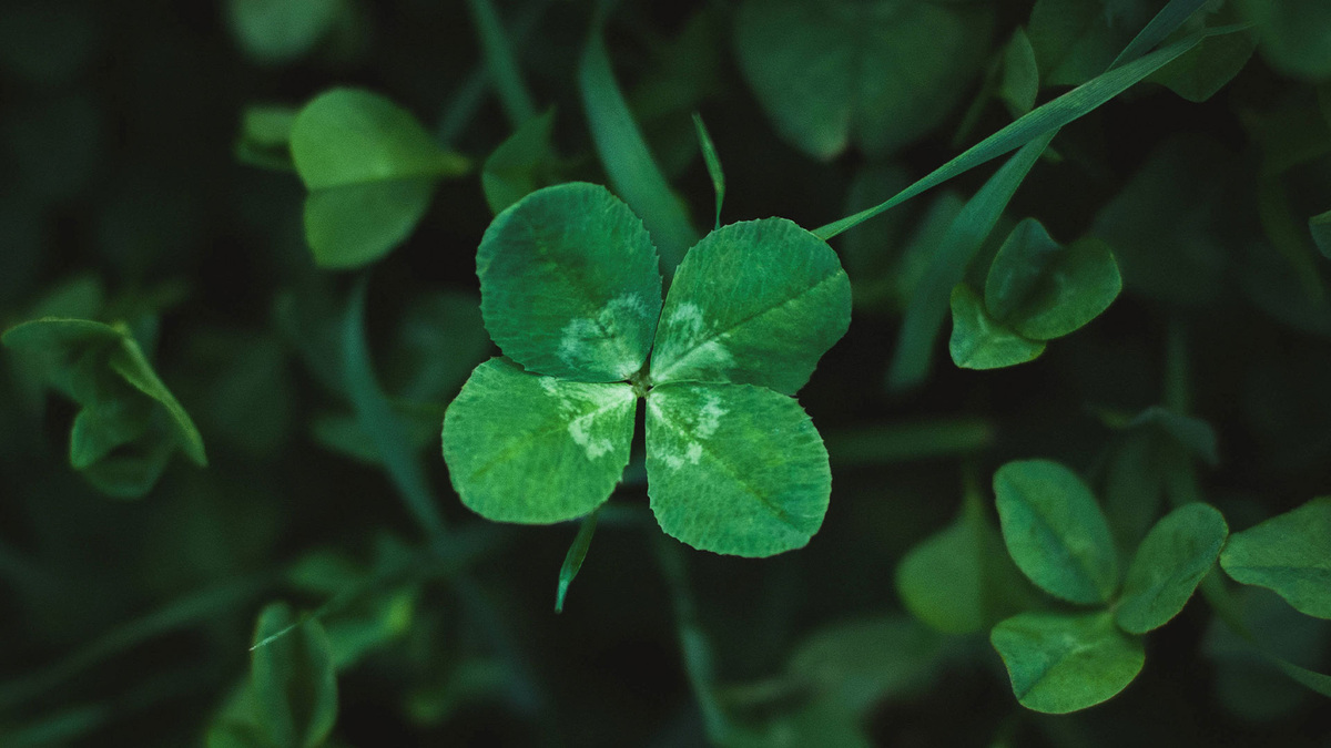    Четырехлистный клевер. Удача. ГЛ