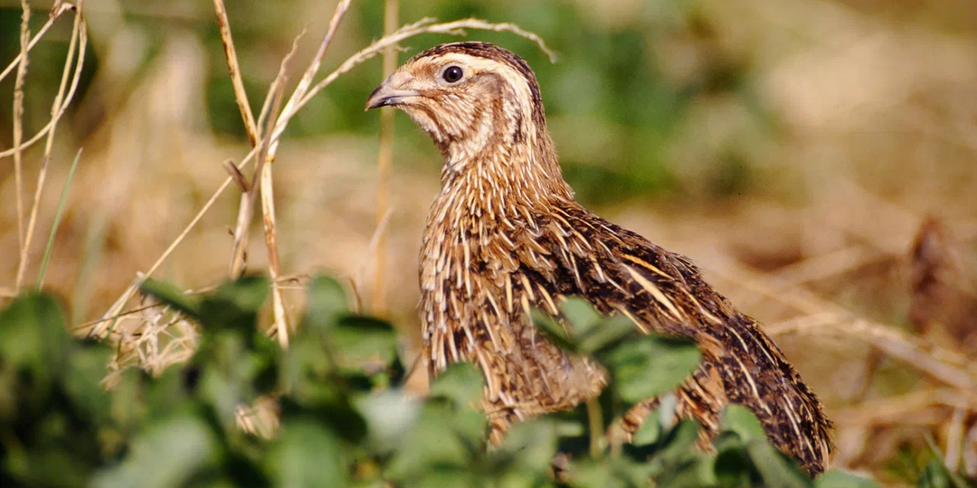 Разведение перепелов в домашних условиях от А до Я