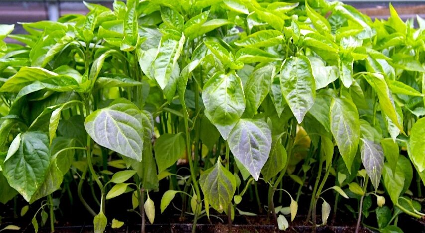 Почему у рассады фиолетовые листья: что делать и как не допустить посинения