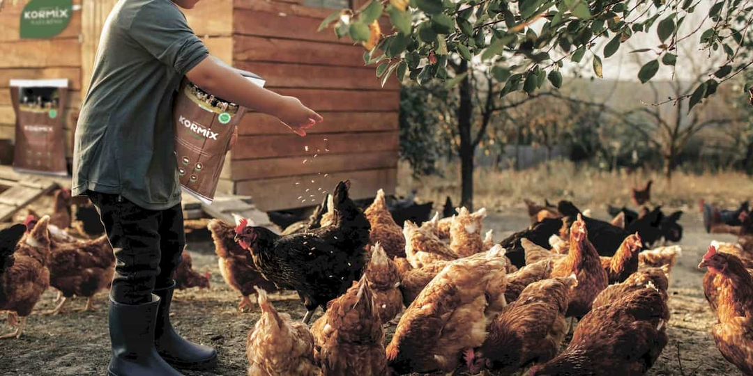 ТОП-7 пород кур-несушек для домашнего разведения