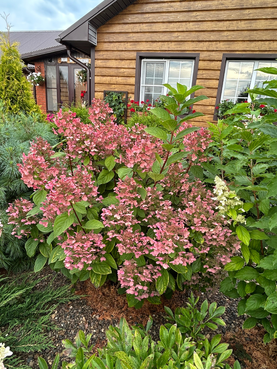 Метельчатая гортензия Эрли Сенсейшен. Фото Мой второй сад