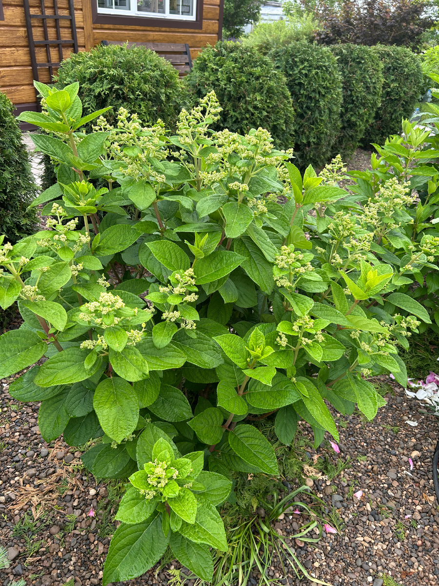 15 июня. Начало цветения. Фото Мой второй сад