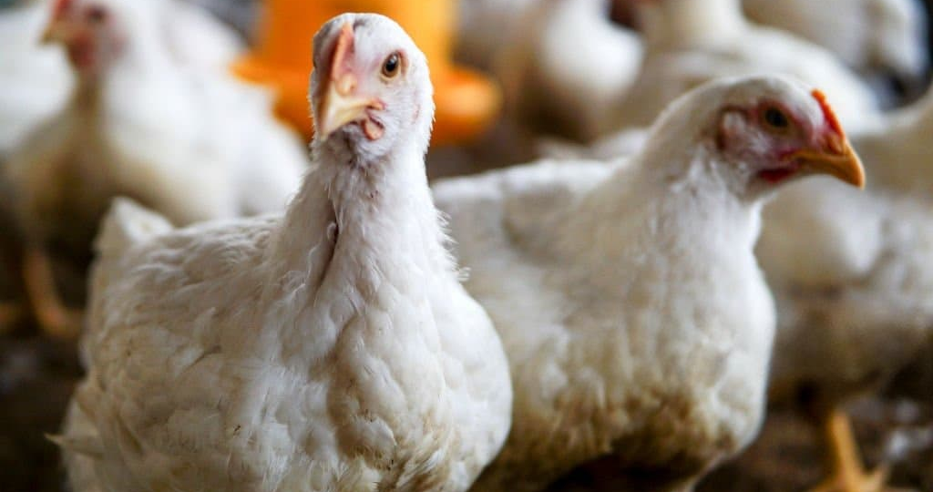 Выращивание бройлеров в домашних условиях для начинающих