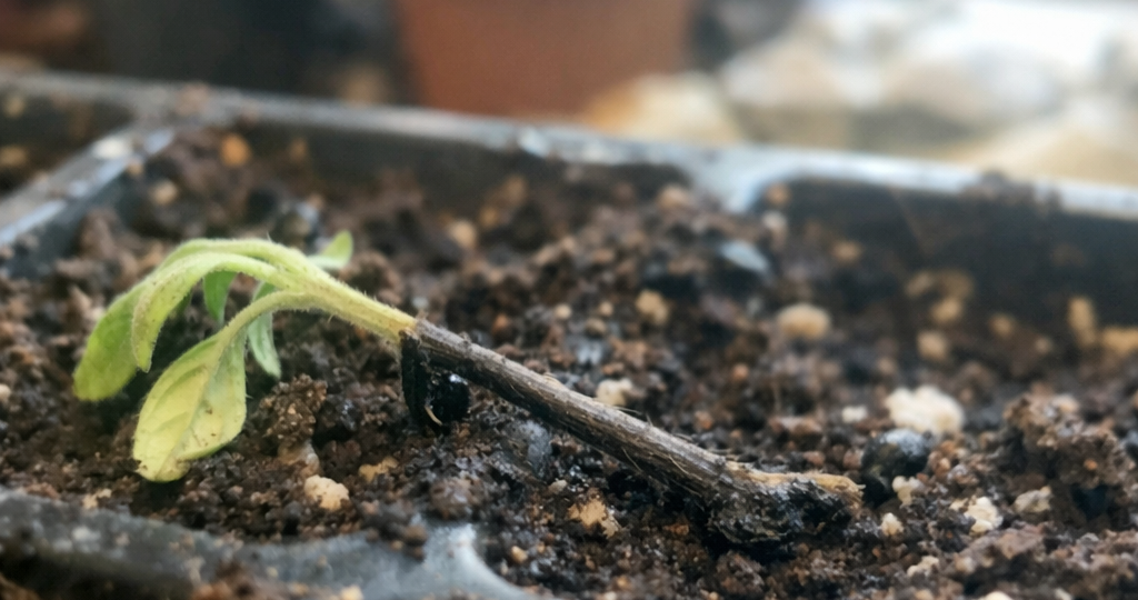 ‍Рассада падает за сутки? Это чёрная ножка — как спасти урожай в марте