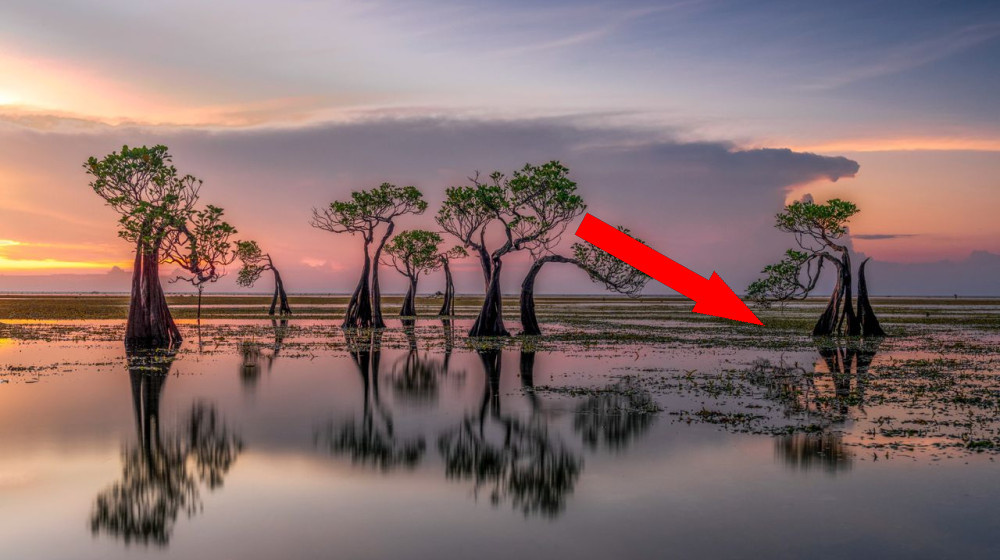    Морские деревья как спасение планеты и экономики: почему мы до сих пор не сажаем их миллионами?