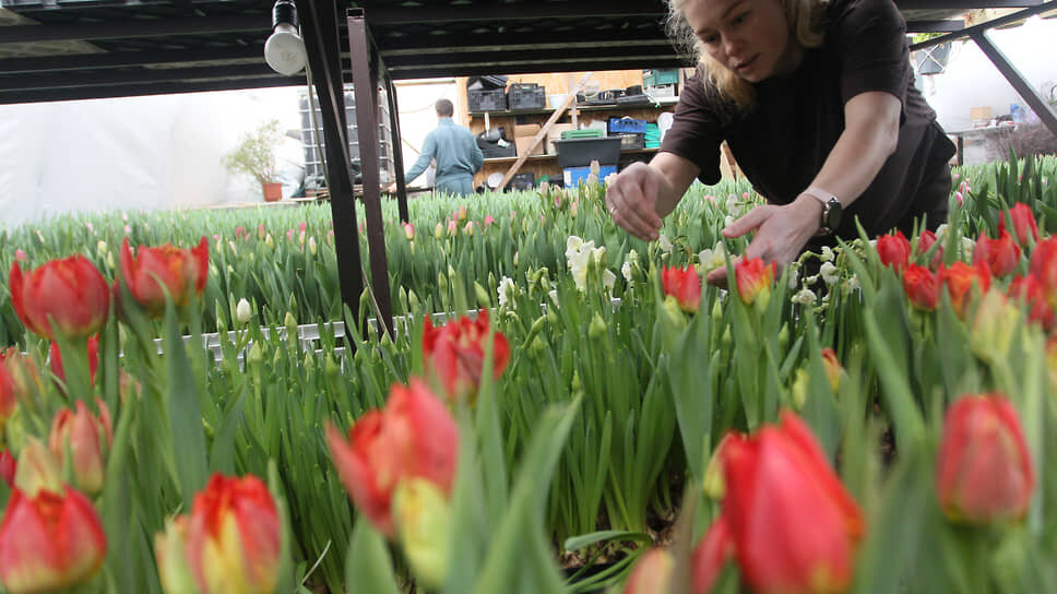 Флорист частной фермы «Дела цветочные» Ольга Самсонова ухаживает за тюльпанами.📷Фото: Роман Яровицын / Коммерсантъ