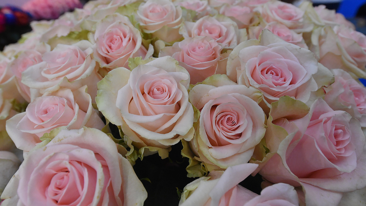    Букет цветы розы ГЛП