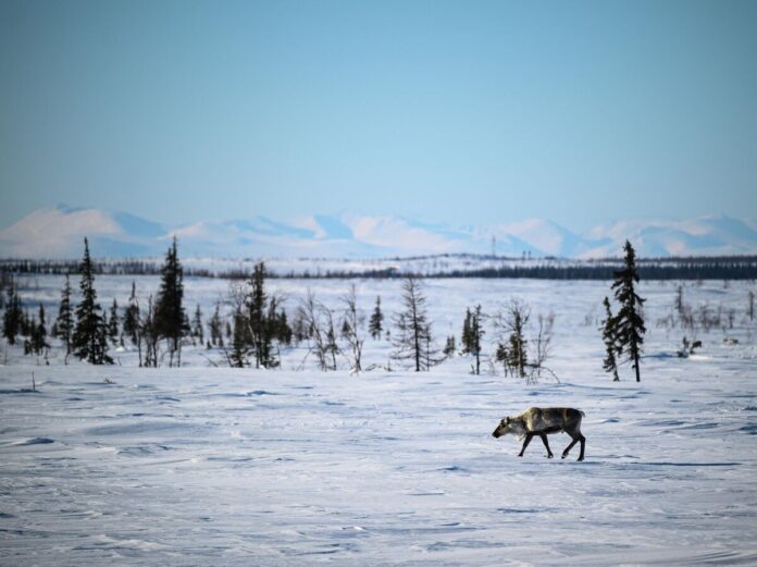    Генетические паспорта оленей в Арктике: как цифровизация превратила тундру в био-ферму.
