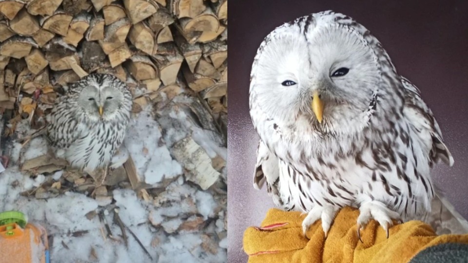 Под Новосибирском волонтеры выпустили краснокнижную сову, спасенную на морозе