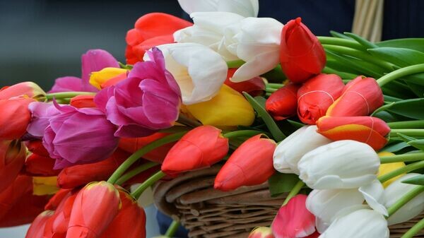    © Sputnik / Саид Царнаев