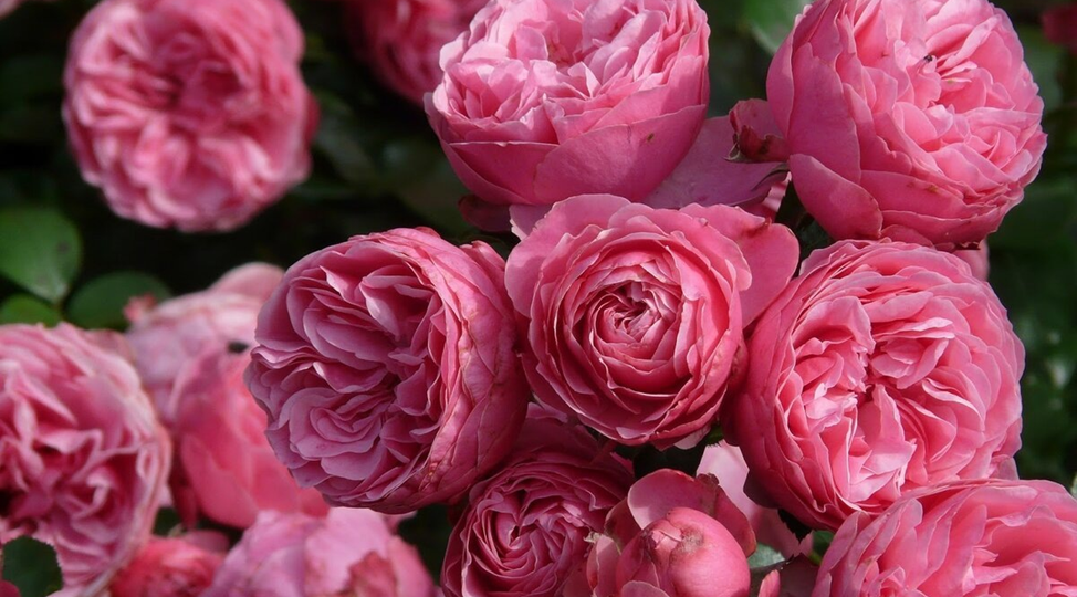 Флорибунда – Все говорят, что она "Королева сада" – Так ли это? Провела обзор сортов