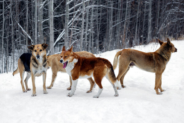 twinlynx/Shutterstock/FOTODOM   📷