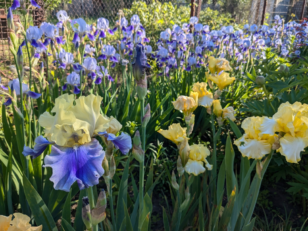 Одинаково ломаю и "простачки", и сортовые ирисы