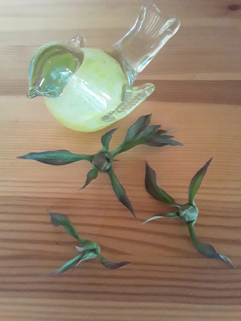 В первый год после посадки давать цвести пионам не рекомендуется