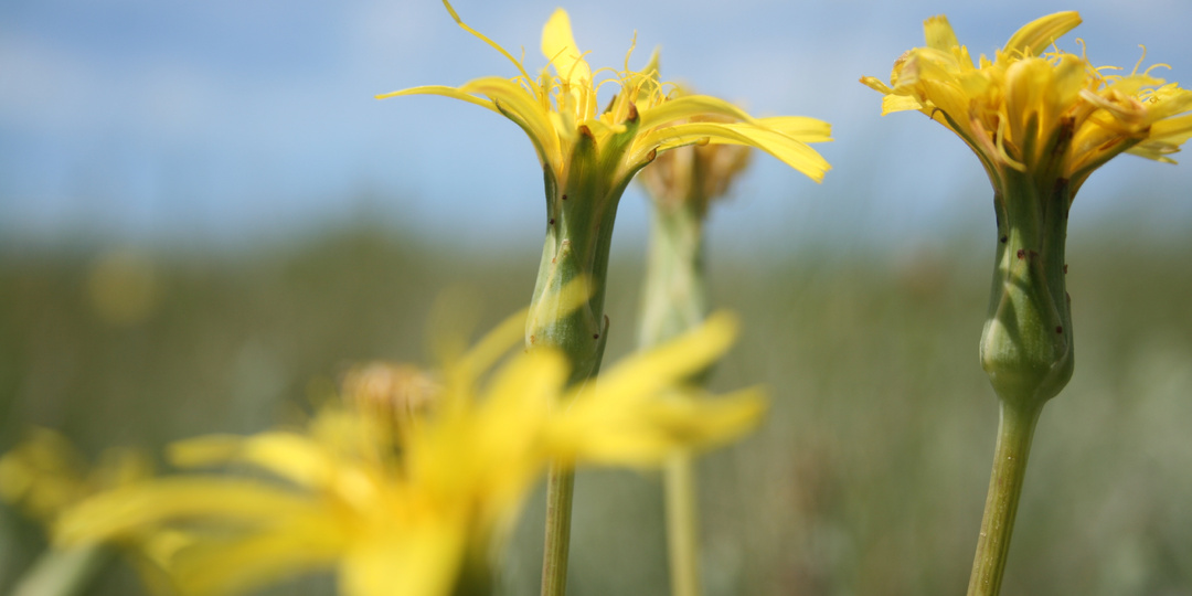 Цветы общаются