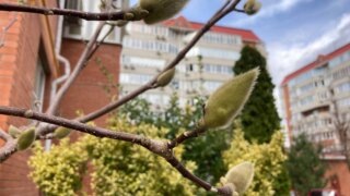    фото: "Югополис" Людмила Лата