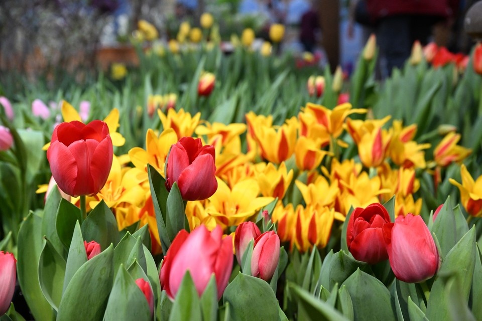   Михаил ФРОЛОВ