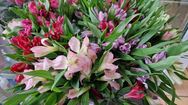    © Sputnik / Александр Жибуль