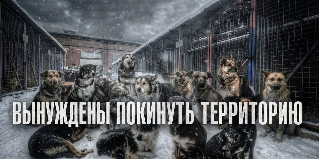 Пнут под зад хоспис - животным конец!