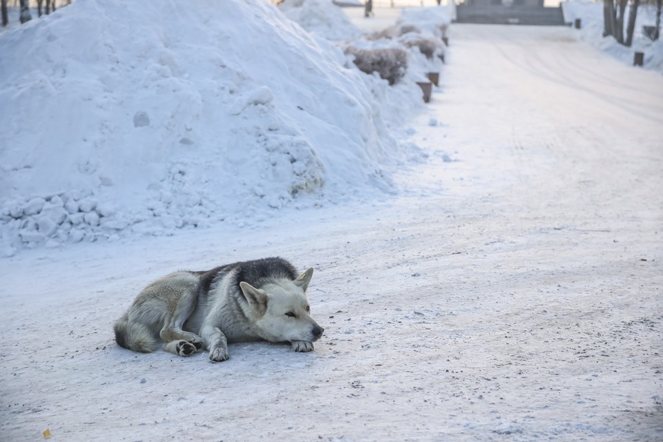  ИВАНОВА Диана