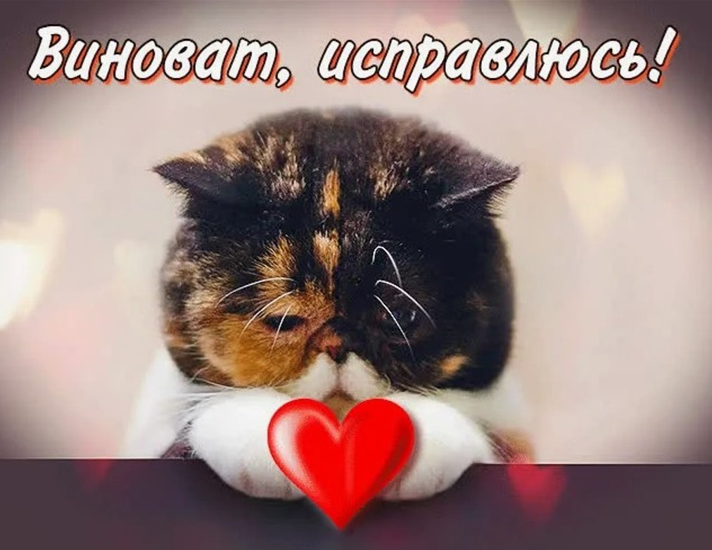 Демонстрация системной лояльности: лапы сложены, счастье отменяется, вина принимается.