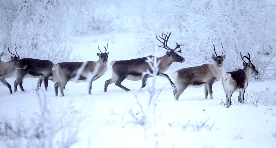    Li Jizhi/ZUMAPRESS.com / www.globallookpress.com