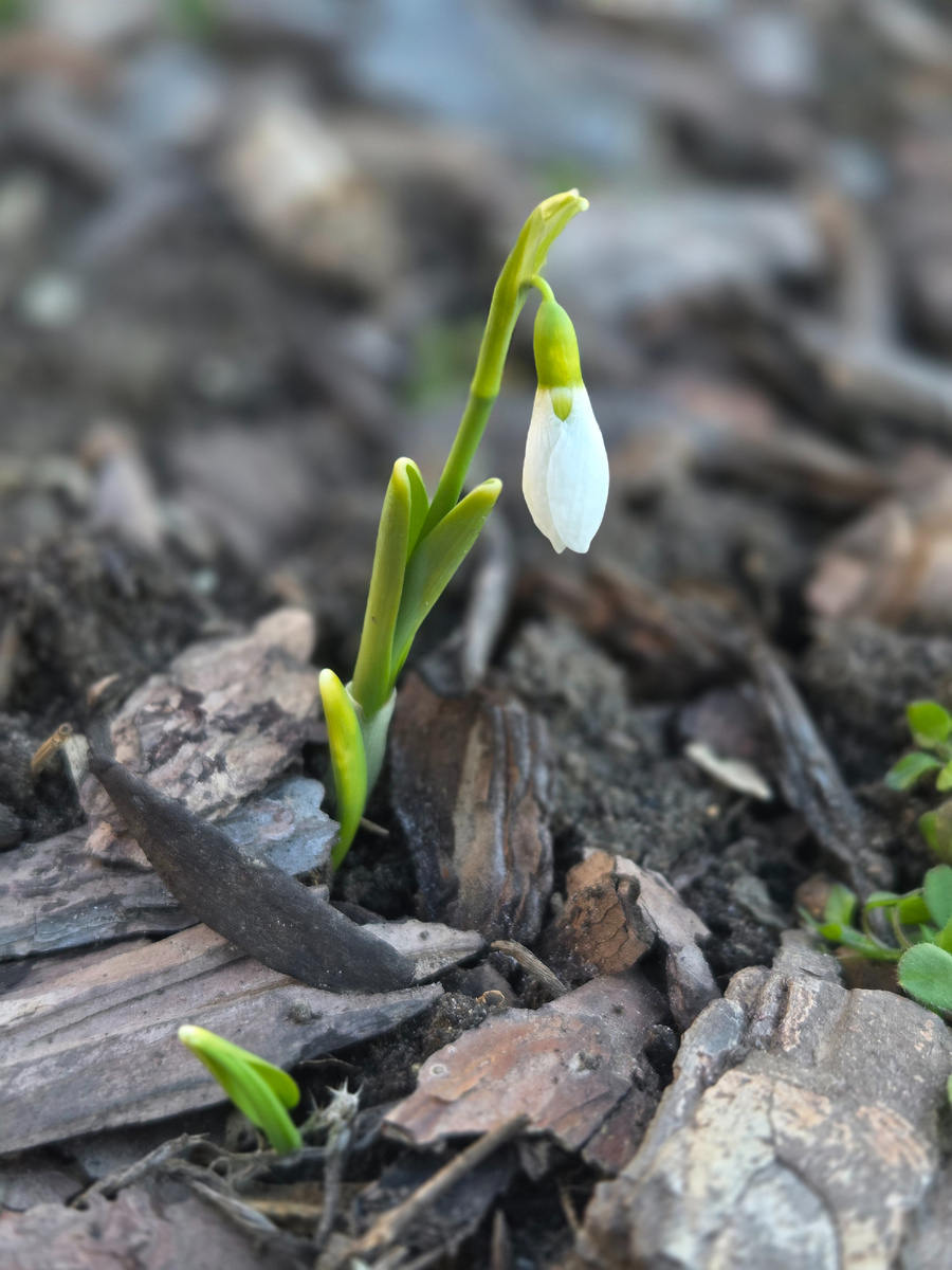 Фото: Зеленая леди, сад, семья и томатный сок 