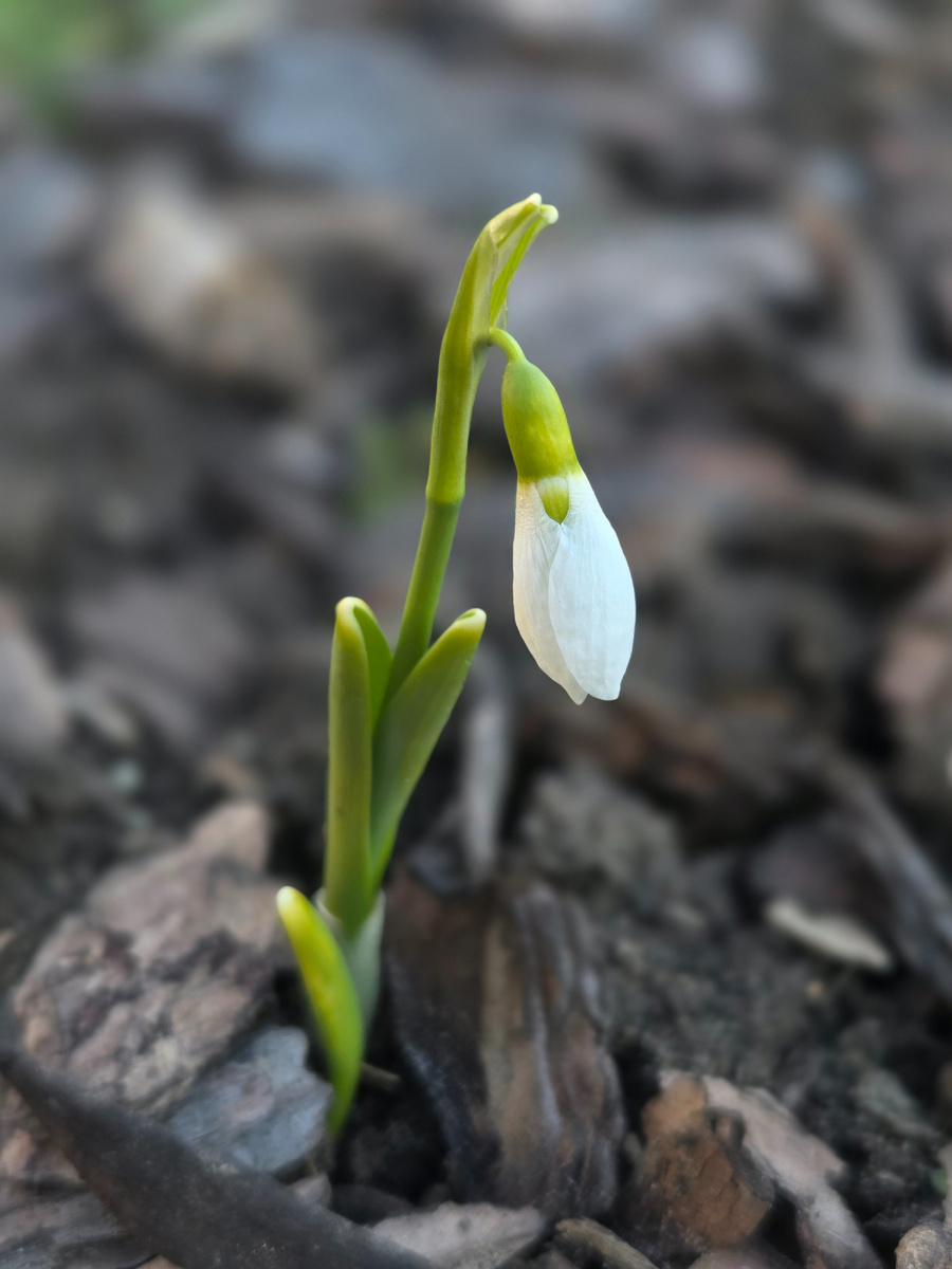 Фото: Зеленая леди, сад, семья и томатный сок