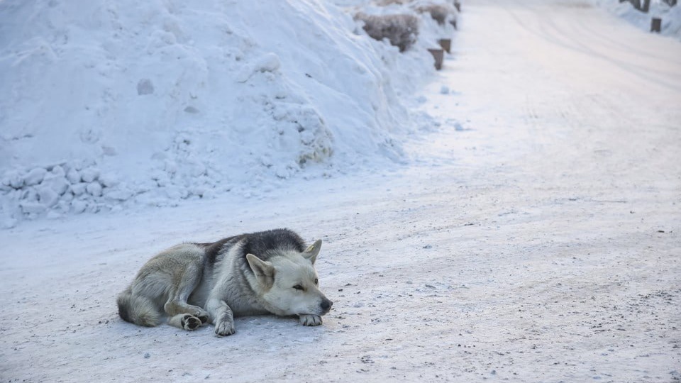 📄 Бастрыкин взял на контроль ситуацию с отловом бездомных собак в Назарове