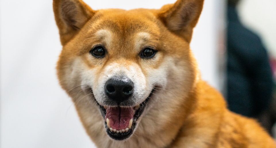    Медиасток.рф